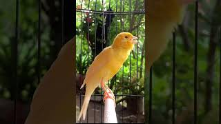 Kenari gacor emosi #kenari #kenarigacor #canary #canarias #canario #birds #shorts #shorts