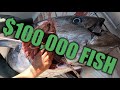 {GRAPHIC} WICKED TUNA **CANT** SHOW THIS ON TV  ||| How to PROCESS the WORLD'S MOST EXPENSIVE FISH