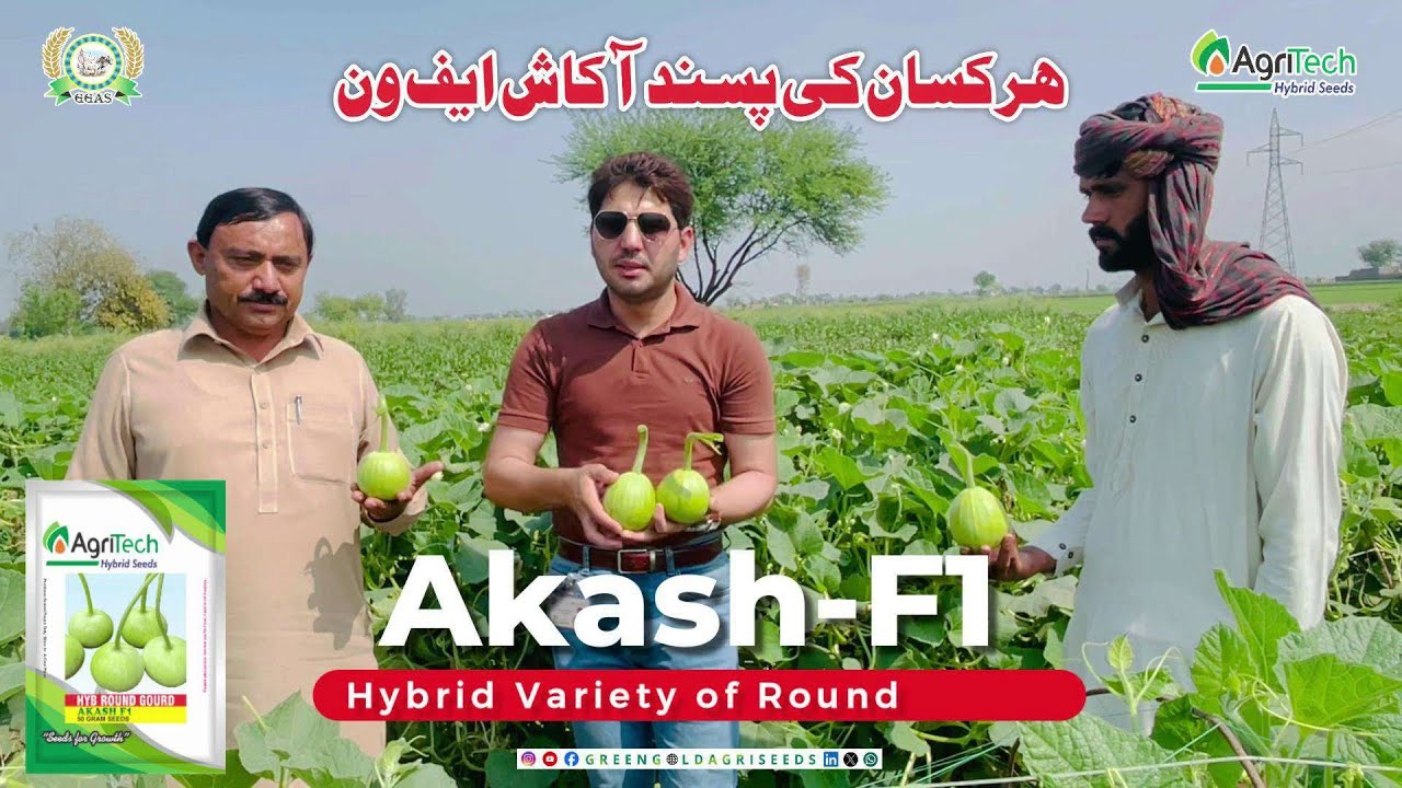 Hybrid Round Gourd Seed AKASH F1 | Kadu or Loki Cultivation | Round gourd/ Bottle gourd