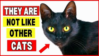 9 SURPRISING FACTS ABOUT BLACK CATS! (I Bet you Don't Know Them All!)
