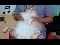 猫の達人　PDS