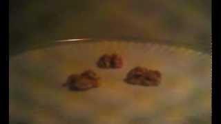 3 Walnuts Roasted In A Microwave
