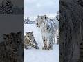 Brave Snow Leopard Cub Saves His Frozen Mother With A Kind Man's Help! #rescue #animals #wildlife