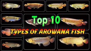 Top 10 Types of arowana fish  arawana fish (Lucky Fish)  arowana species
