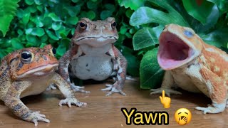 Toad yawn🥱 （japanese toad,miyako toad）