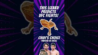 #ufc301 #alexandrepantoja 🇧🇷 vs #steveerceg 🇦🇺 Prediction Made By A #beardeddragon Lizard! 🦎👊🔮💰 #ufc