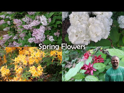 Video: Margų viburnum tipai – sužinokite apie viburnumus su margais lapais