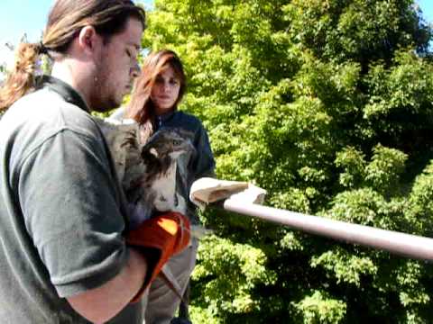 video phone beyonce mp3 Red-Tailed Hawk (Wingman) being released!