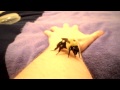Holding a HUGE Bumblebee!