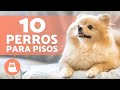 10 PERROS para tener EN UN PISO 🏠 (¡Los Mejores!)