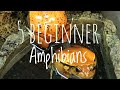 Great Beginner Amphibian Pets