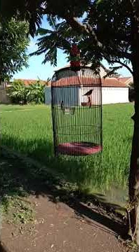Masteran Sogok ontong Gacor PSI TEGAL