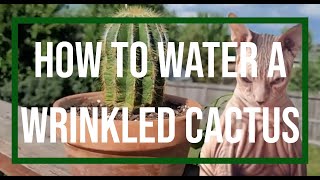 How to water a wrinkled cactus screenshot 4