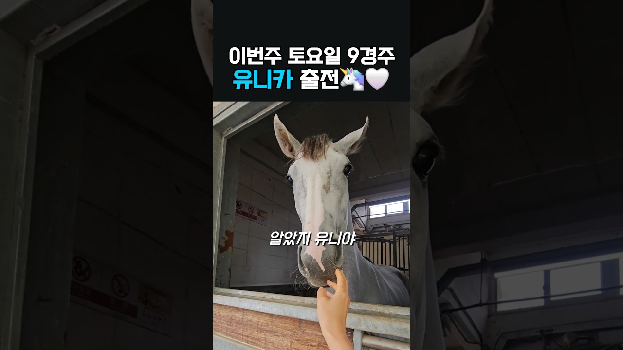 이번주 출전마 유니카‼️ #토요서울9️⃣경주 #4️⃣번게이트 #코지기수