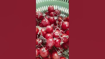 panen tomat cherry liar