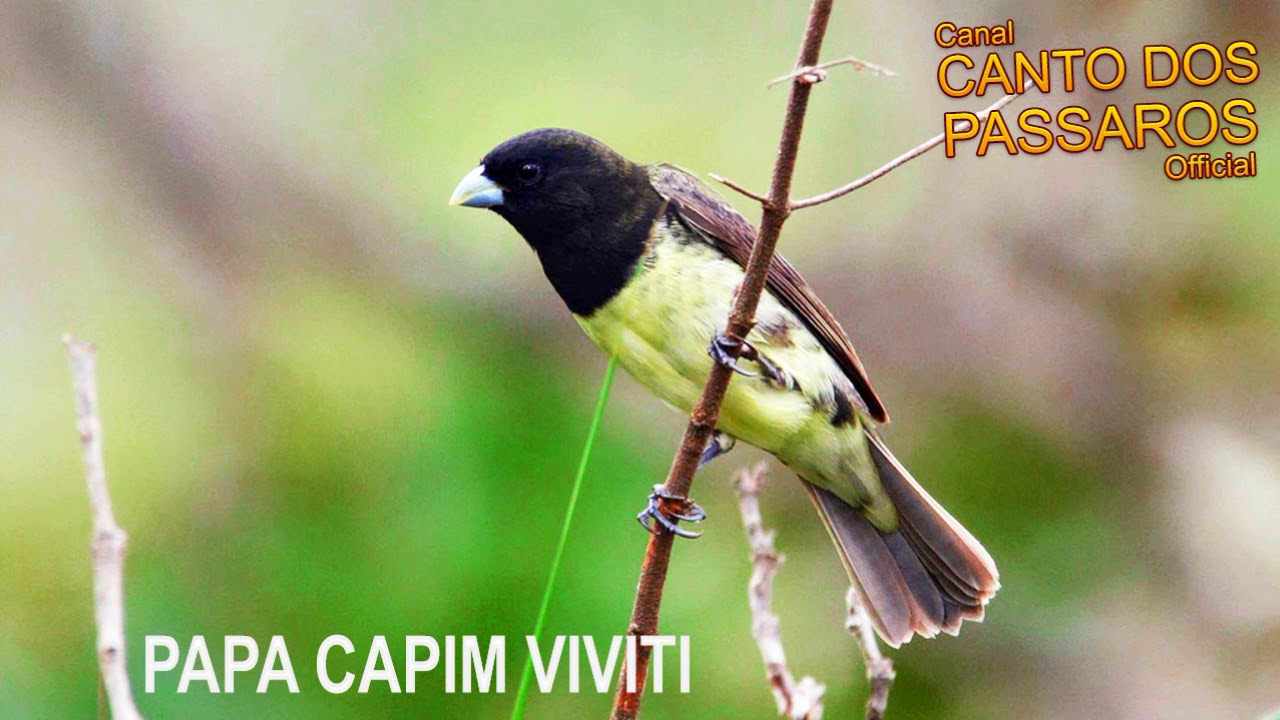 PAPA CAPIM VIVITI - 05 HORAS PARA ADESTRA! 🐤 🐤 🐥 🐥