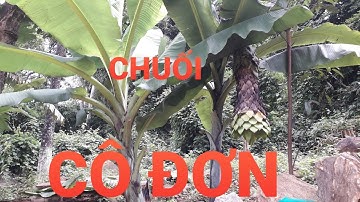 Chuối cô đơn (chân voi, mồ côi) _ dược liệu thần kỳ