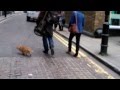 Delphiris observation: Bob the big Issue Cat ---Dog?