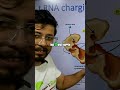 Amino Acid Activation  tRNA and AMP Transfer Explained | CSIR NET unit 3 | demo lecture by Shomu