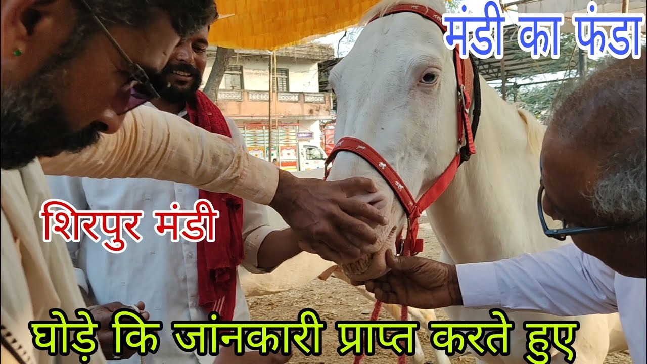 घोड़े खरीद ने पहुंचे शिरपुर मंडी तों देखिए क्या होता हैं 