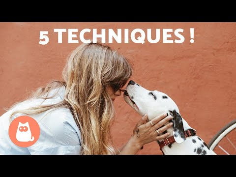 Vidéo: Quoi mettre dans un stylo pour chien pour sentir mieux