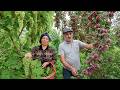 How an Elderly Couple lives in the Mountains, Picking Wild Plums for Winter Sauce