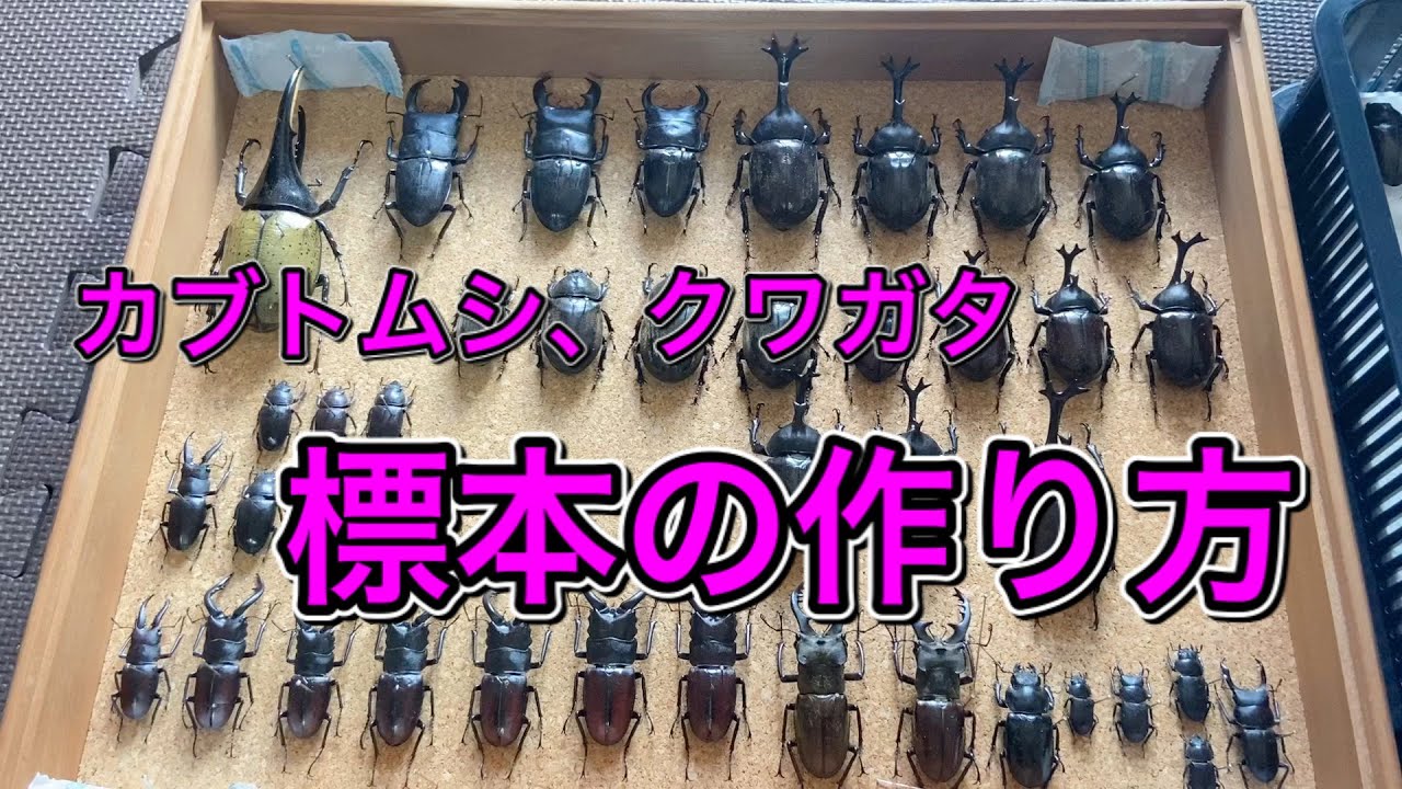 カブトムシ、クワガタ　標本の作り方