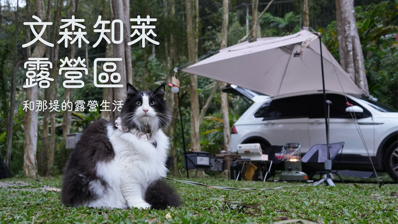一人一貓在森林系營地車宿露營 ASMR|文森知萊露營區|和那堤的露營生活 Solo Car Camping with My Cat EP29 縮圖