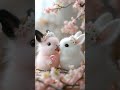 #cuteanimals #cutebaby #shorts #rabbit #sweets