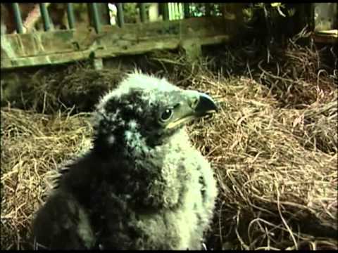 "Ranger," the Sarasota Eagle - From Egg Rescue to ...