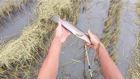 Cắt Lúa Vừa Xong Đi Kích 2 Vợt Dính Toàn Cá Ngon @