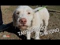 A Savigno tra cani e tartufi con l&#39;Associazione Il Tartufo