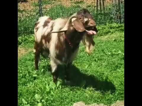 Козёл и его