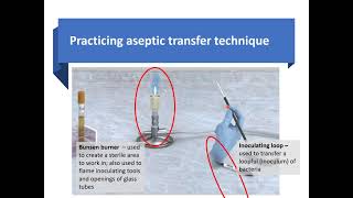 Week 3 Aseptic transfer technique