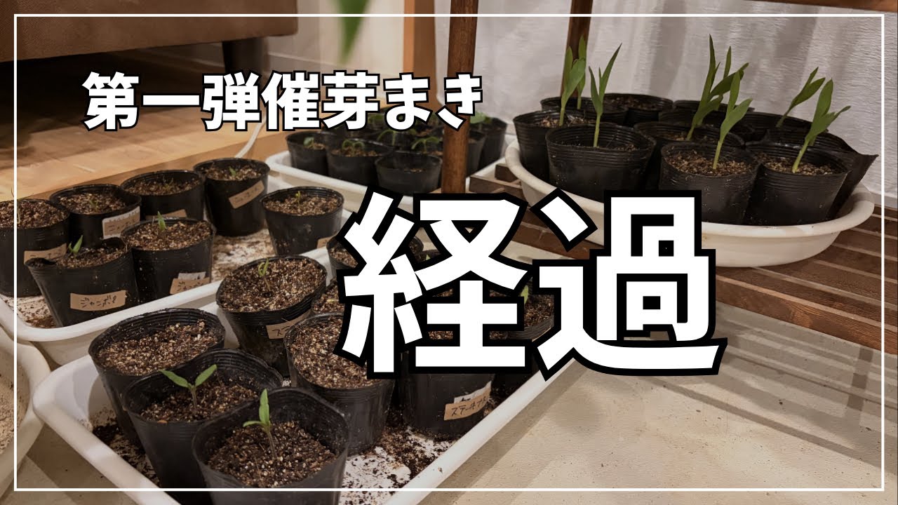 【2月種まき】第一弾催芽まきのその後の様子