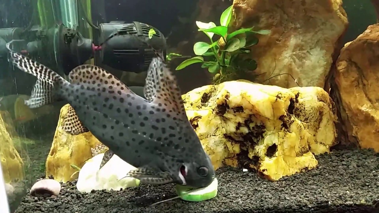 Synodontis Catfish and Crayfish Like Blanched Cucumber 