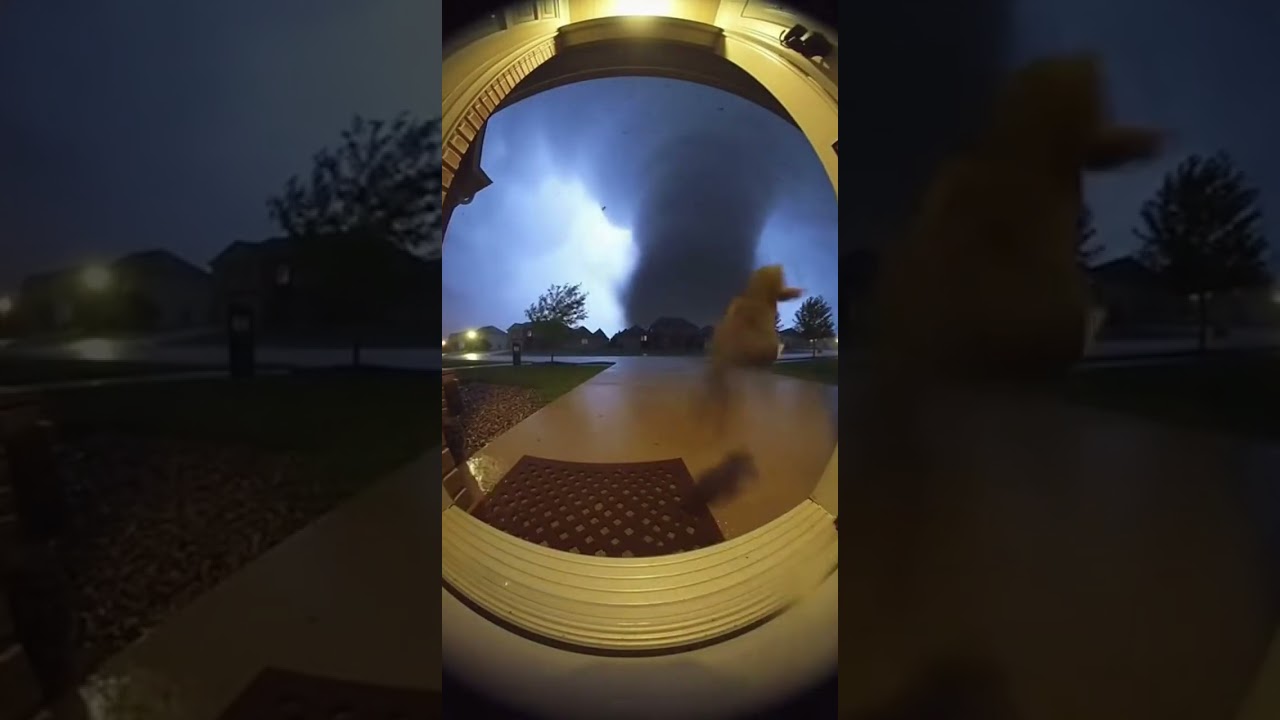 Cat lifted suddenly, woman opens door immediately