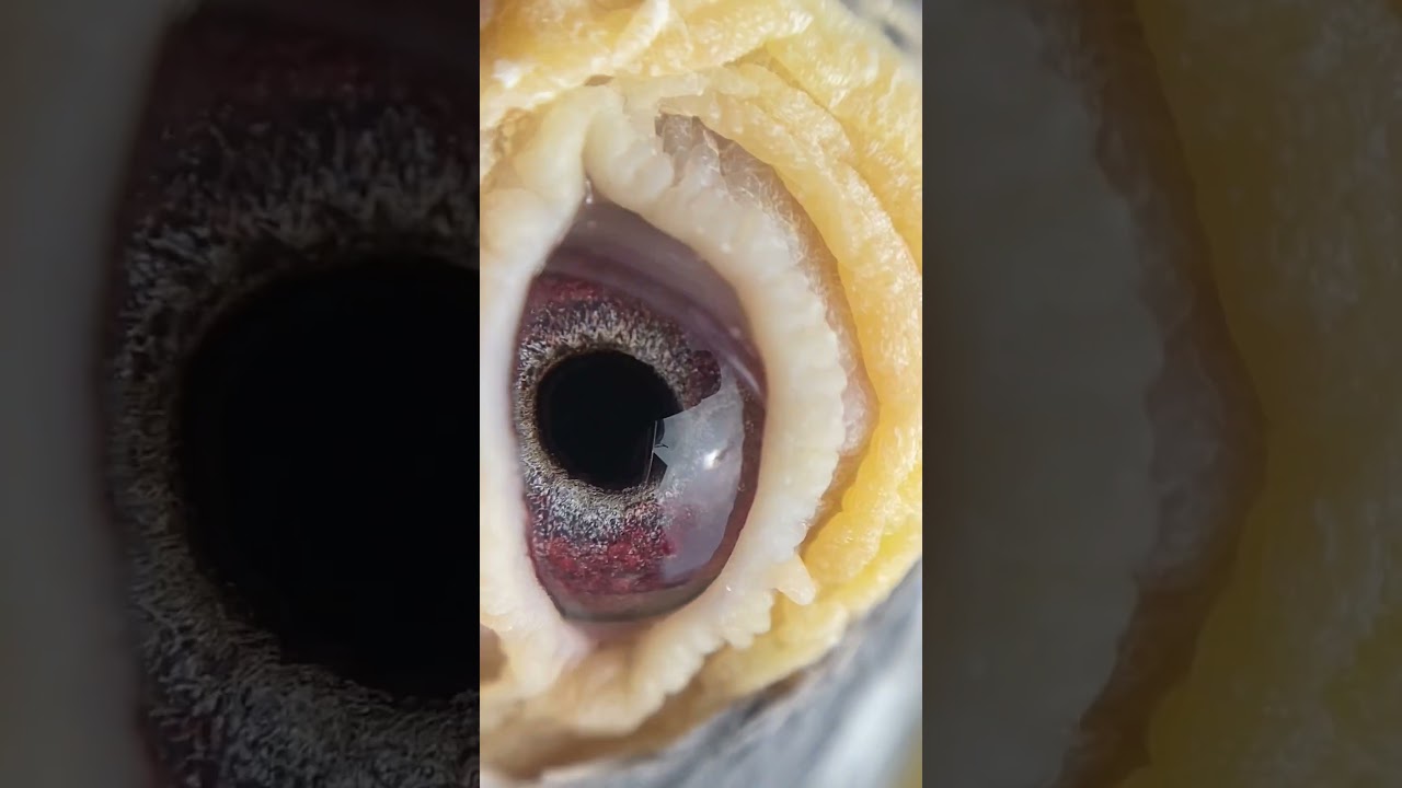 Top class bird eye sign 