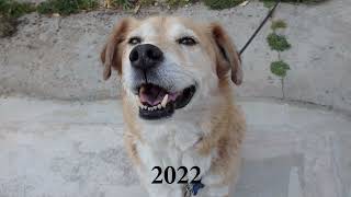 Loco   Story of a stray dog Η ιστορία ενός αδέσποτου