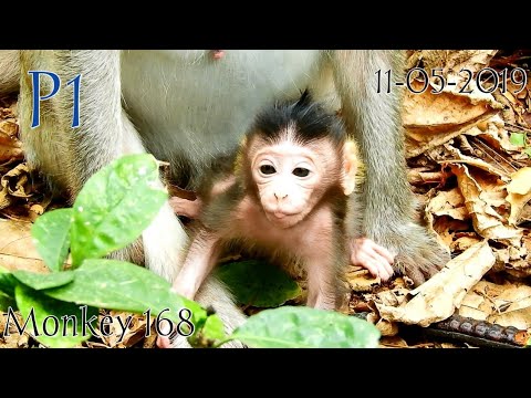 elsa dress P1- Adorable Baby Monkey Soriya | Soriya Happy Learn of Life 0n 11-05-19 | M09,monkey 168,