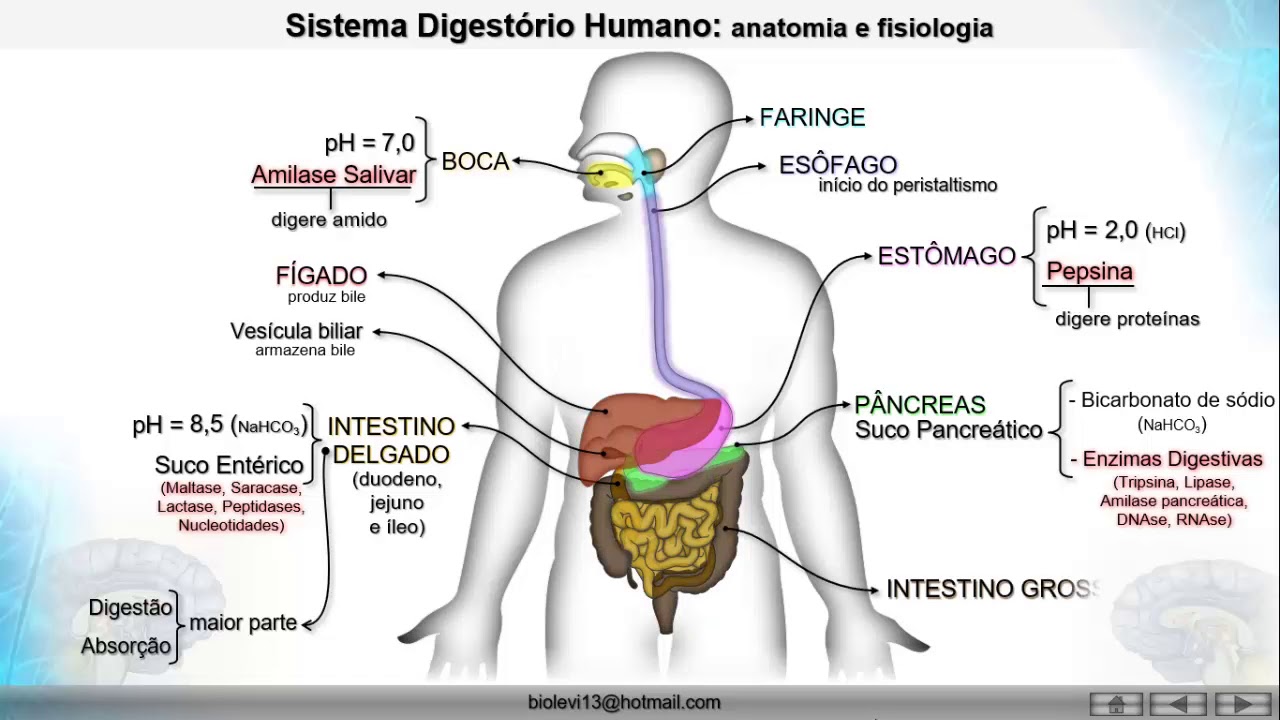 O Sistema Digestorio Humano é Responsavel Por Tirar Dos Alimentos