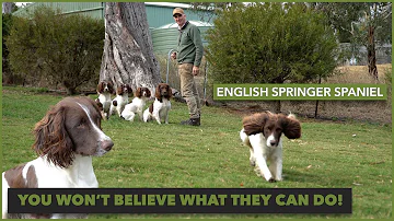 An introduction to English Springer Spaniel for hunting - Rosstulla Gundogs