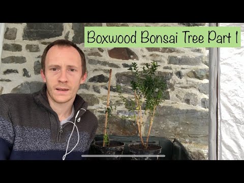 Видео: Boxwood - мөнх ногоон урт элэг