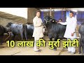 FOR SALE - 10 LAKH KI MURRA JHOTI || LUXMI DAIRY FARM LIJWANA KHURD, JIND (HARYANA) SUSHIL & SATISH