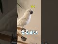 大声で歌うオウムに「静かにして」と伝えたら… #shorts
