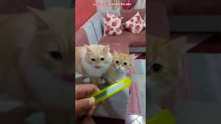 #هتضحك #قطط #كوميديا #cat #ضحك #funny #اكسبلور #funnycat #funnypets