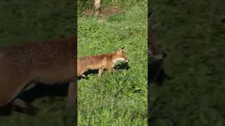 Ein junger Fuchs auf Mäusejagt