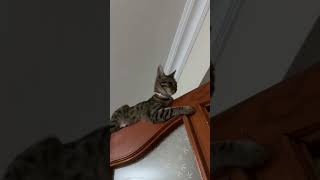 Bonita Iş Peşinde Şfetteyiz