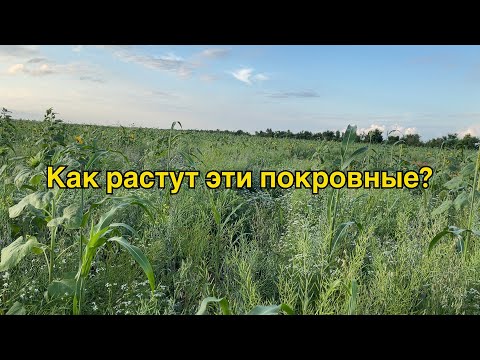 Видео: Какая покровная культура лучше?