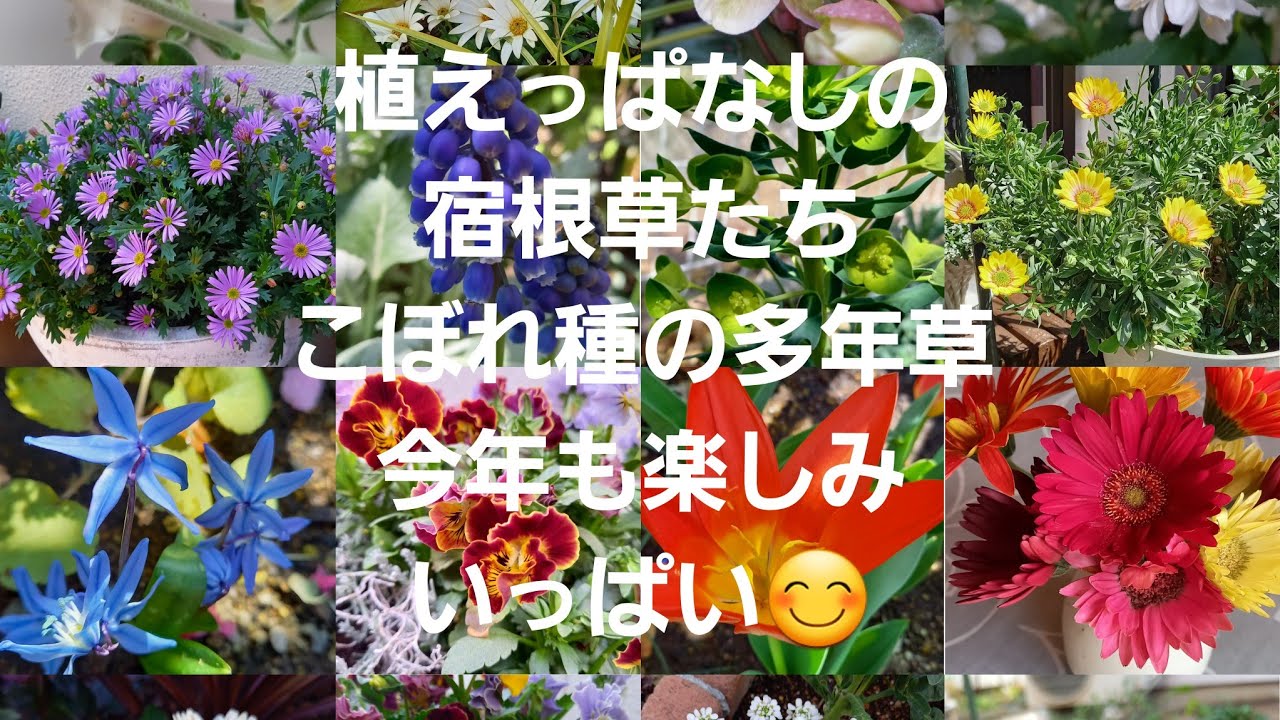 ガーデンvlog 植えっぱなし 宿根草 多年草 新品種 寄せ植え 低木 ハーブ Youtube